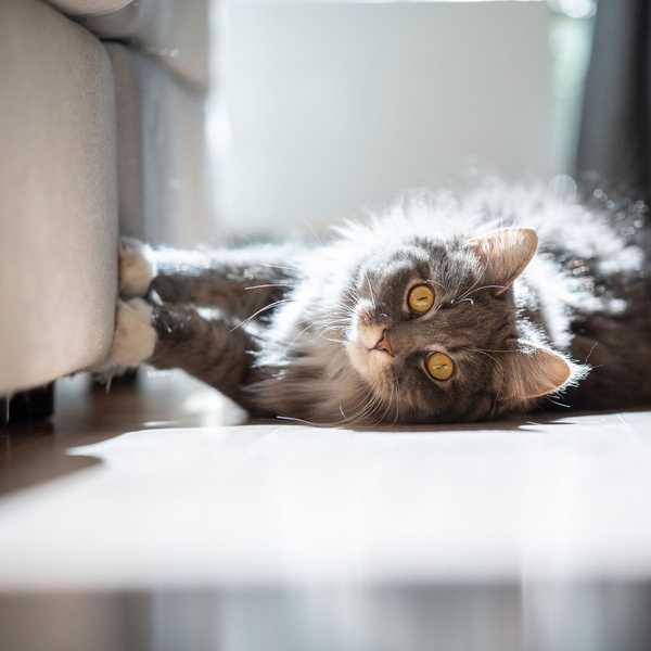 Melhores maneiras de proteger seus móveis de seu gato ou cachorro