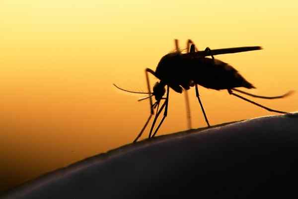 Bob Vila Radio hay plantas que repelen mosquitos?