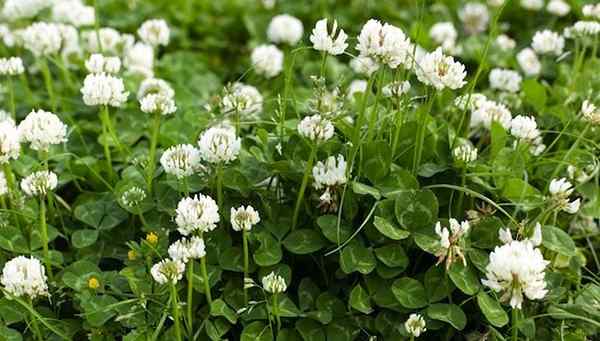 Clover de rádio Bob Vila