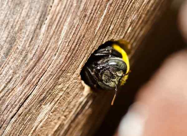 Bob Vila Radio kontrollieren Schreinerbienen