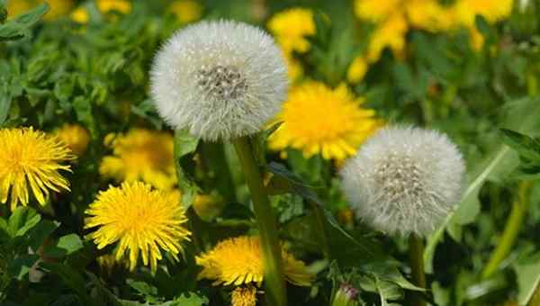 Dandelions radio de Bob Vila