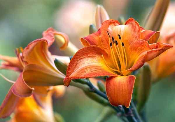 Bob Vila Radio Day Lily Care