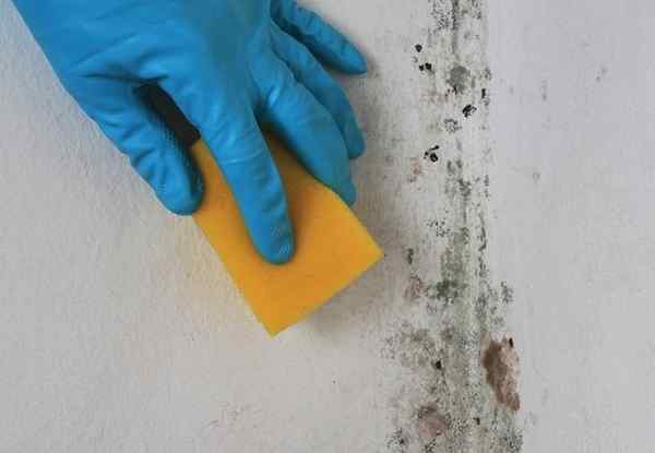 Bob Vila Radio Do's and Digs of Mold Remone