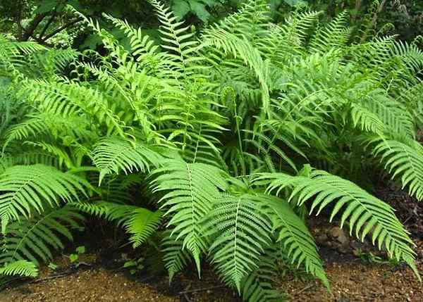 Bob Vila Radio Ferns