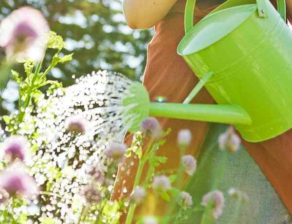 Bob Vila Radio wird grün im Garten