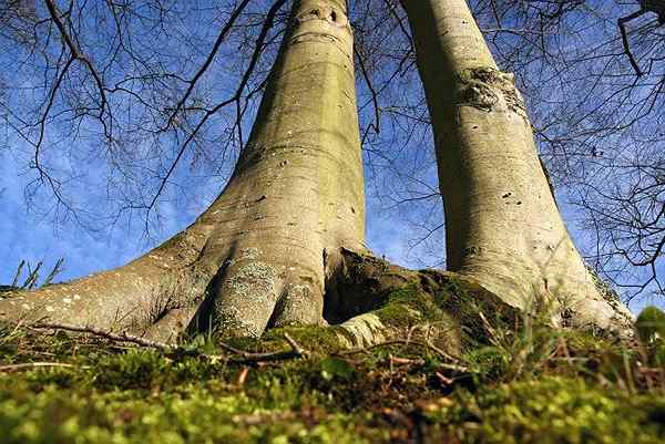 Radio Bob Vila est-il acceptable de couper les racines des arbres saillants?