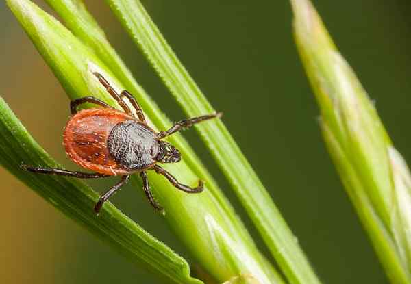 Bob Vila Radio patea las garrapatas