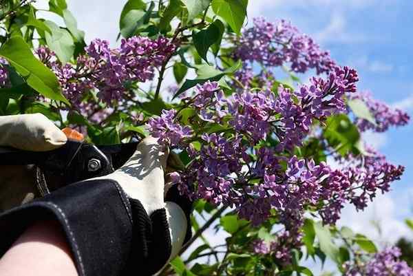 Pemangkasan Lilac Radio Bob Vila