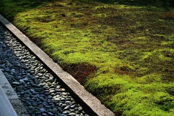 Bob Vila Radio Moss Rasen