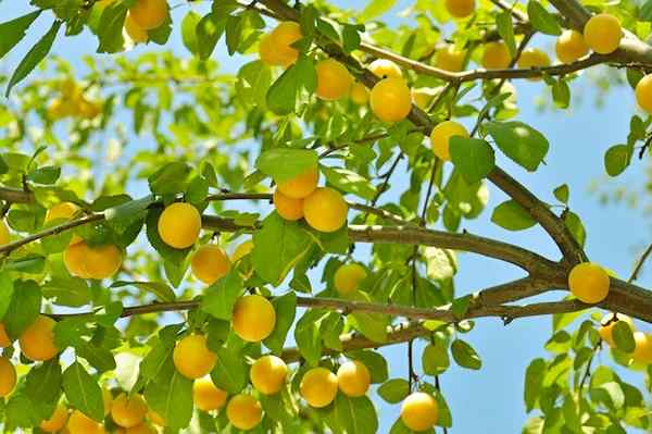 Bob Vila Radio plantando árvores frutíferas