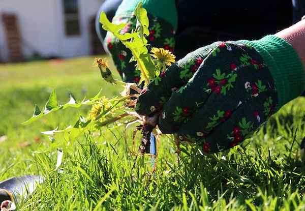 Bob Vila Radio Conseils rapides pour tirer les mauvaises herbes