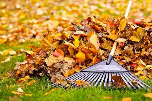 Petua Bob Vila Raking Raking