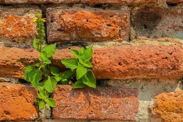 Bob Vila Radio Reclaimed Brick