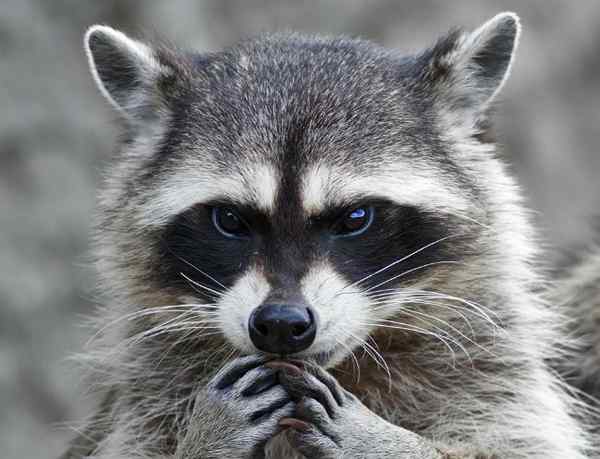 Radio Bob Vila Menolak Raccoon