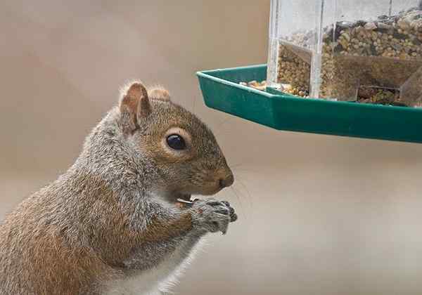 Bob Vila Radio que separa las ardillas de su comedero de aves