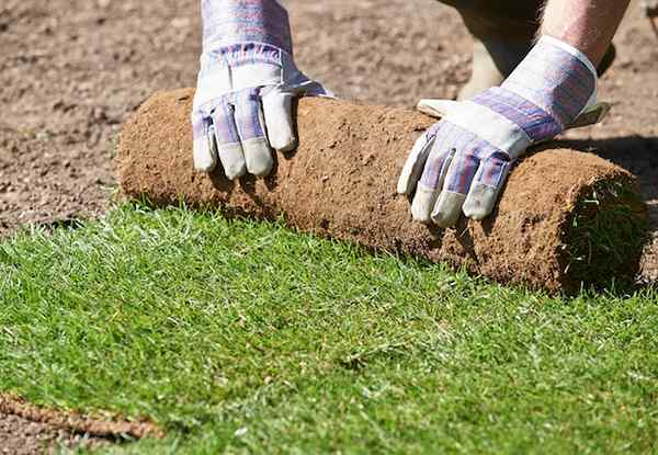 Bob Vila Radio Sod Success