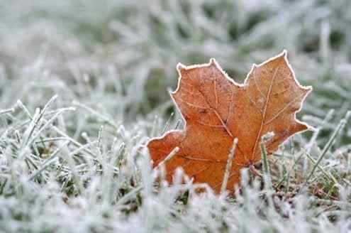 Bob Vila Radio Winterize Lawn Anda