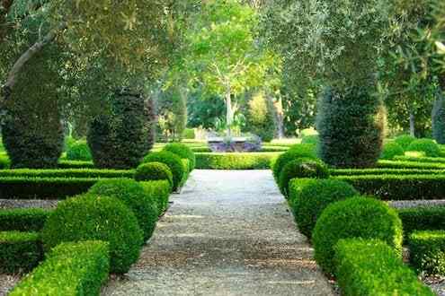 Boxwoods Manteniendo la estructura en su jardín