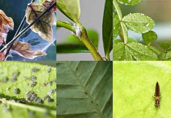 Bug dari panduan anda untuk berurusan dengan perosak houseplant