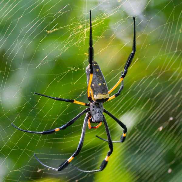 Bugs que são realmente bons para o seu jardim