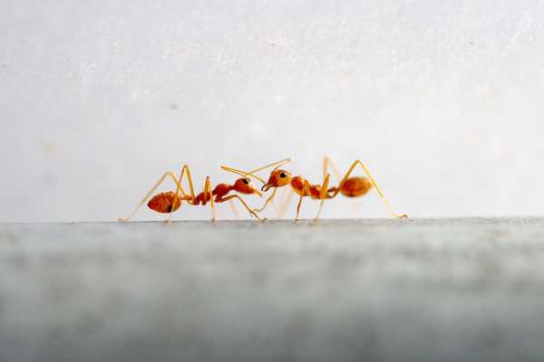 Können Menschen Ameisen riechen??