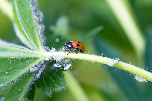 Dapatkah Anda benar -benar menggunakan ladybug untuk mendapatkan kutu daun dari tanaman Anda?