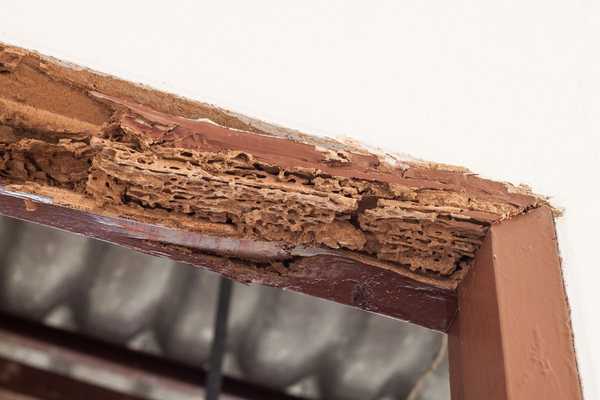 ¿Puede reparar daños por termitas en su hogar??