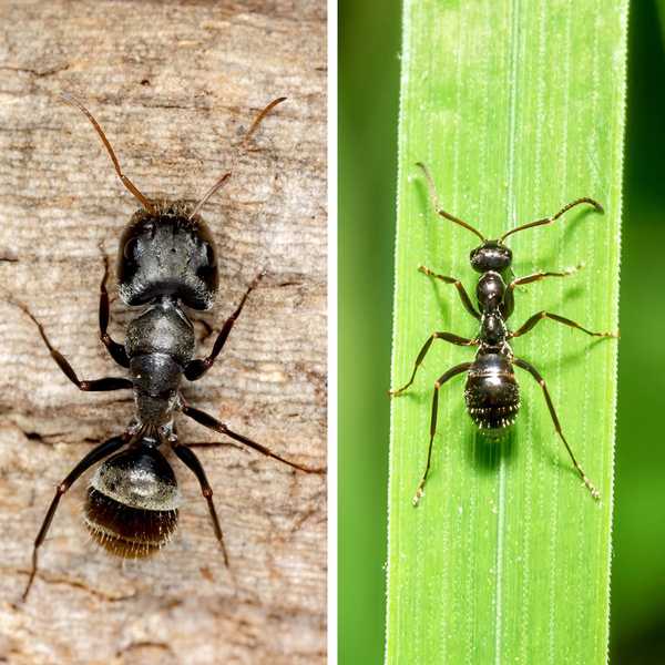 Tischler Ameisen vs. Schwarze Ameisen Was ist der Unterschied?