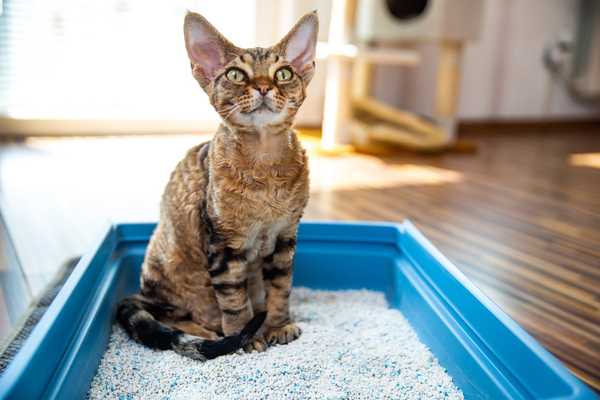 Katzenstreu -Tipps und Ratschläge für Katzenbesitzer