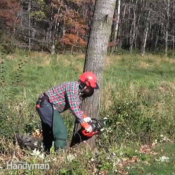 Cortando un árbol