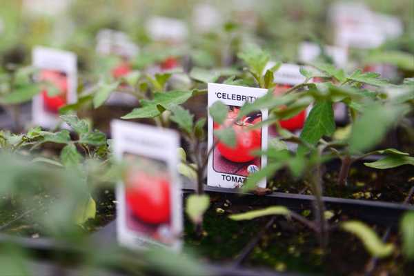 Decifrar tags de plantas de tomate o que esses códigos significam?