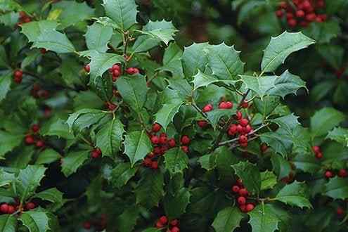 Dek holly bushes holly