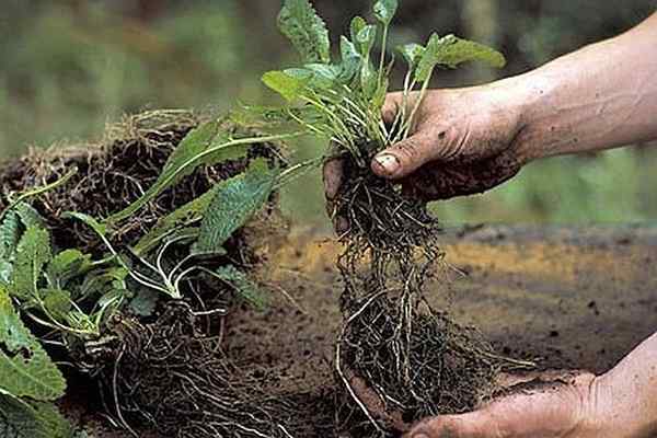 Dividiendo las plantas perennes en la primavera