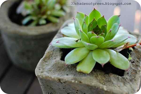 Plantadores de hipertufa de bricolaje