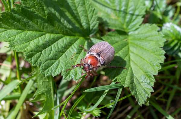 Faire des bugs de juin mord?