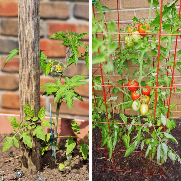 Müssen meine Tomatenpflanzen festgelegt oder käfigig werden??
