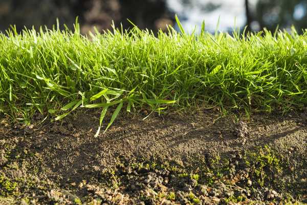 O solo do substrato e a rocha afeta meu jardim?