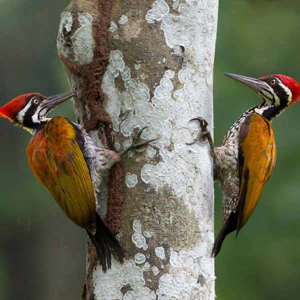 Les pics font-ils blesser les arbres?