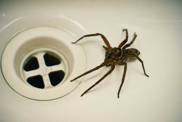 Hält dieser einfache Hack die Spinnen aus Ihrem Haus fern??