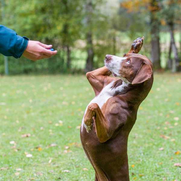 Guia de treinamento de clicker de cães