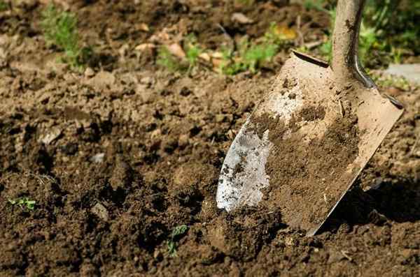 Doble excavación aumenta la salud del suelo en su jardín