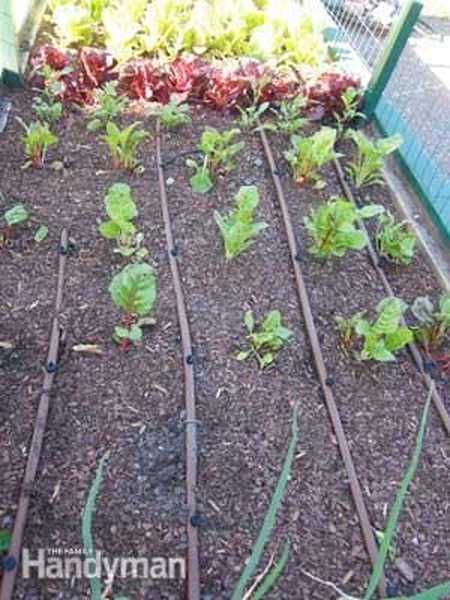 Irrigação por gotejamento para vegetais