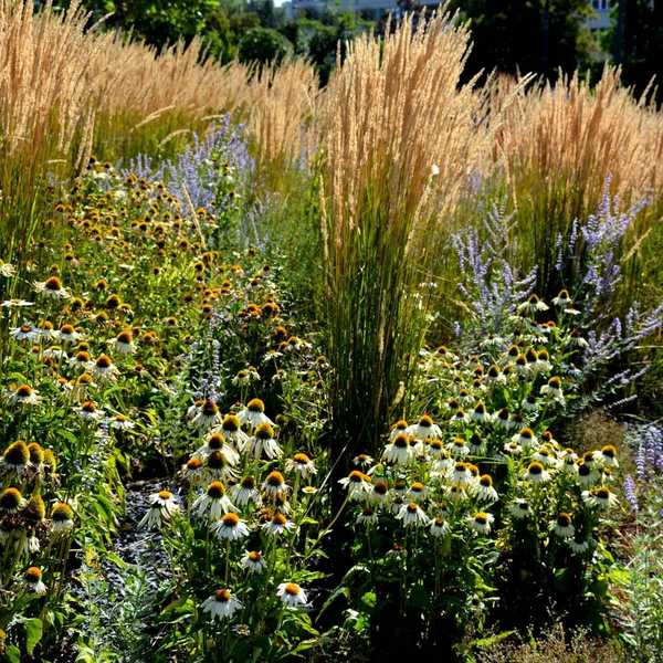 Estabelecendo um jardim de pradaria despreocupado