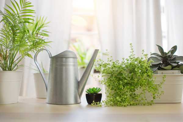 Semua yang anda perlu tahu mengenai penyiraman houseplants