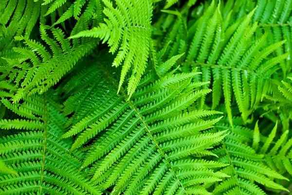 Partout où les fougères choisissent la bonne variété pour votre jardin