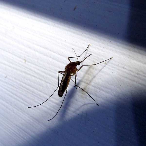 Experten -Tipps, um Mücken in diesem Sommer fernzuhalten