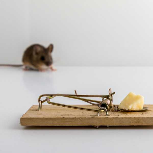 Fakt oder Fiktion ist Käse der beste Köder für Mäuse?