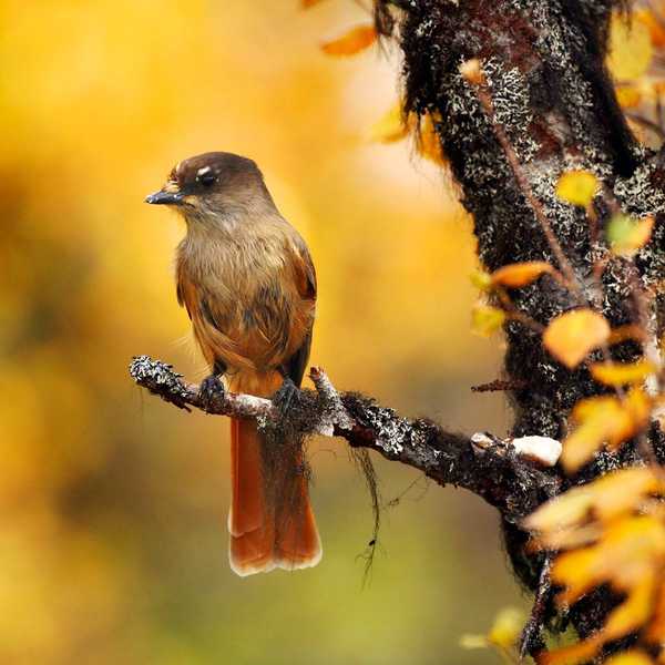 FALL GARDARD Birding Checkliste 13 Tipps, um diesen Herbst mehr Vögel auf Ihren Garten zu gewinnen