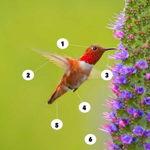 Hechos fascinantes sobre los colibríes