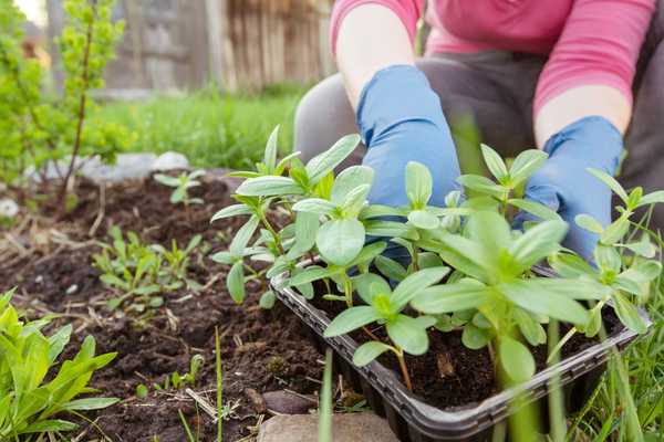 Berkebun 101 Cara Menanam Bunga